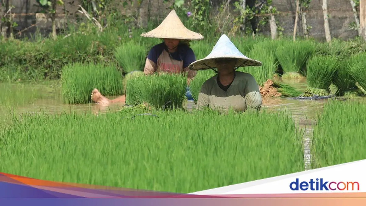 El Niño dan AI untuk Mitigasi Krisis Pangan