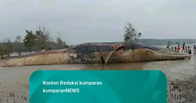 Paus Berukuran 22 Meter Mati Terdampar di Hutan Mangrove Kepulauan Aru, Maluku