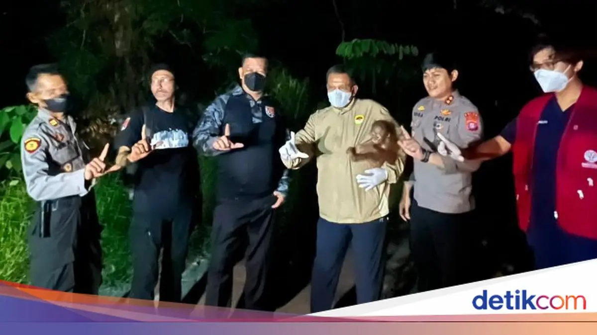 Polri Selamatkan Induk dan Bayi Orang Utan Terluka di Lokasi Karhutla Kotim