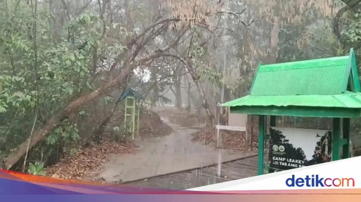 Hujan Deras Guyur 3 Titik di Taman Nasional Tanjung Puting Siang Ini