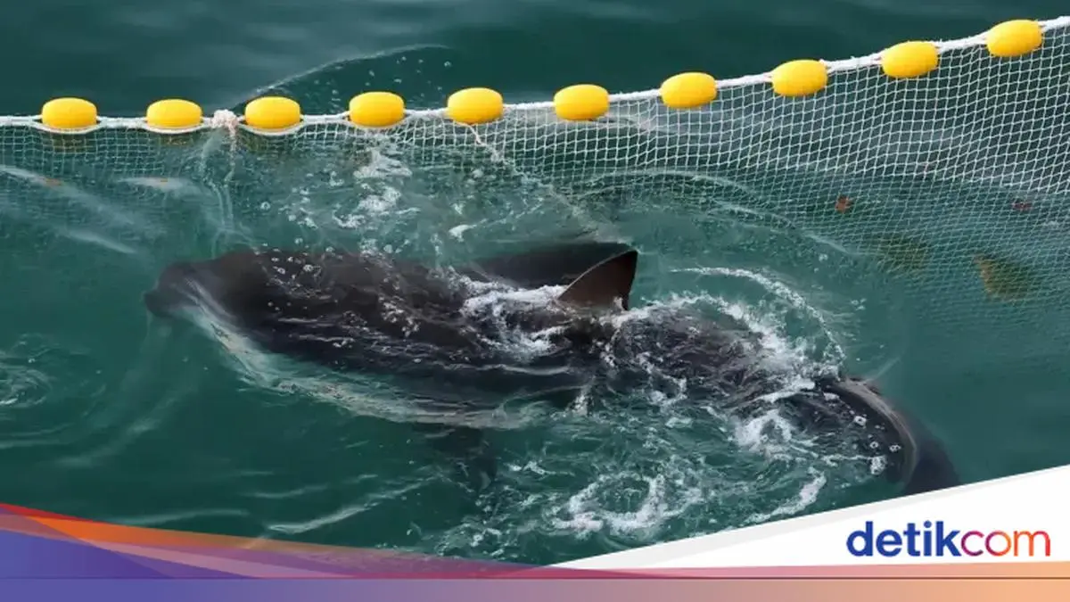 Hiu Tersesat Curi Perhatian Jutaan Warga Korsel, Akankah Kembali ke Laut?
