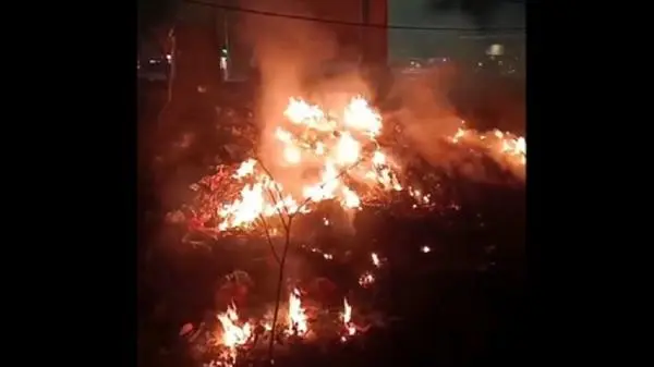 Lahan Perhutani Jember Terbakar, Pohon Jati dan Warung UMKM Terancam