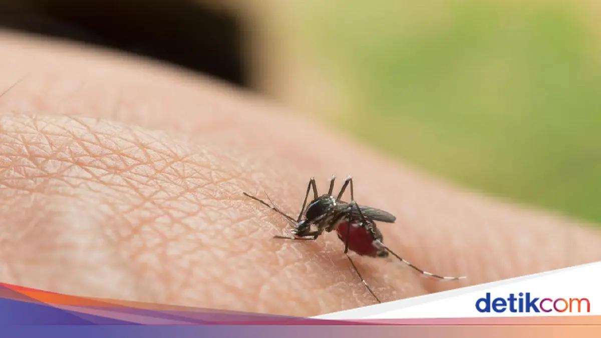 DBD di Jaksel Tembus 1.314 Kasus, DPRD DKI Minta Pemprov Tak Cuma Imbau Warga