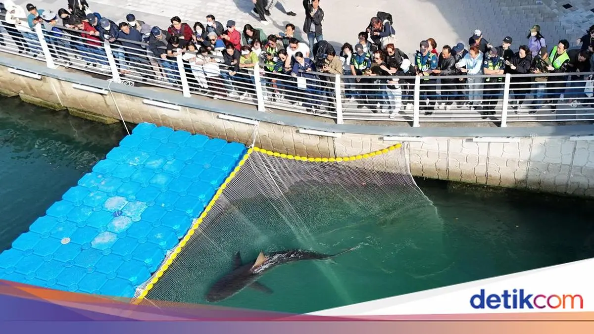 Korea Selatan Kembali Berupaya Selamatkan Hiu Bukangi yang Terjebak di Kanal Busan