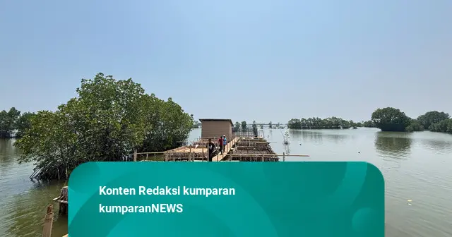 Terdampak Rob & Abrasi, Petambak di Pekalongan Bangkit Pakai Metode Silvofishery