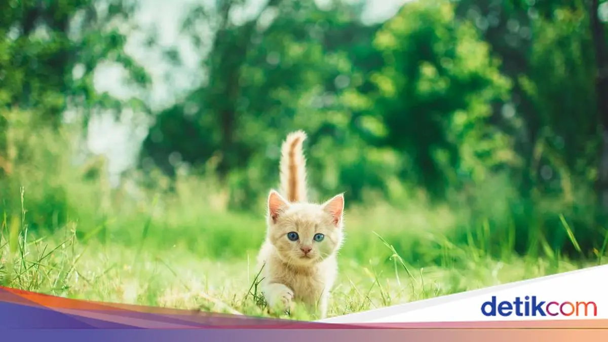 Keji! Pria di Bekasi Tendang Anak Kucing hingga Terguling-guling dan Sekarat
