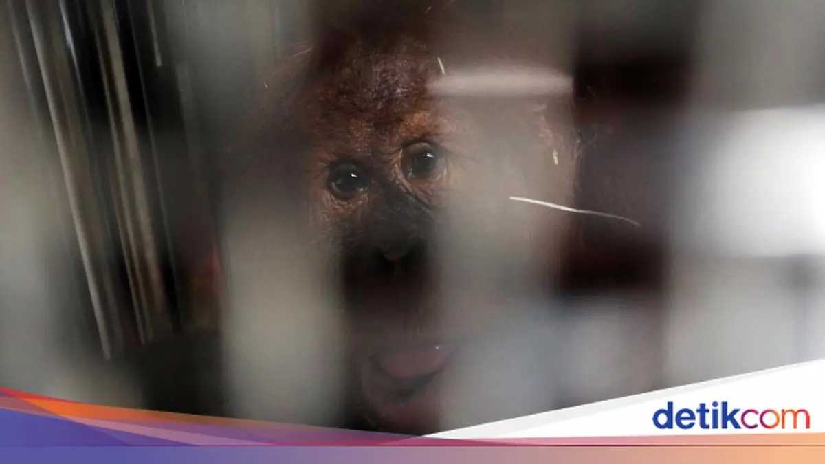 Orang Utan Sumatera Dipulangkan dari India