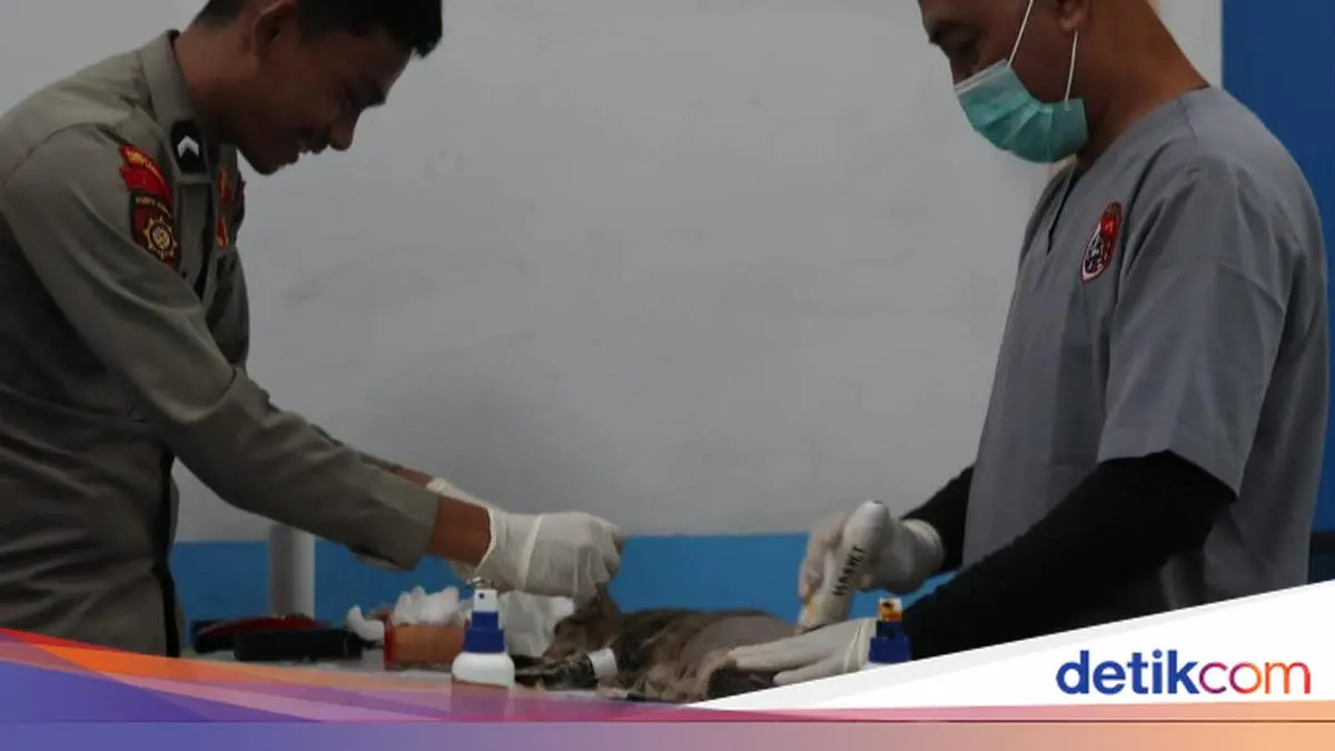 Dukung Pengendalian Populasi, Ditpolsatwa Polri Gelar Sterilisasi Kucing di Jakarta