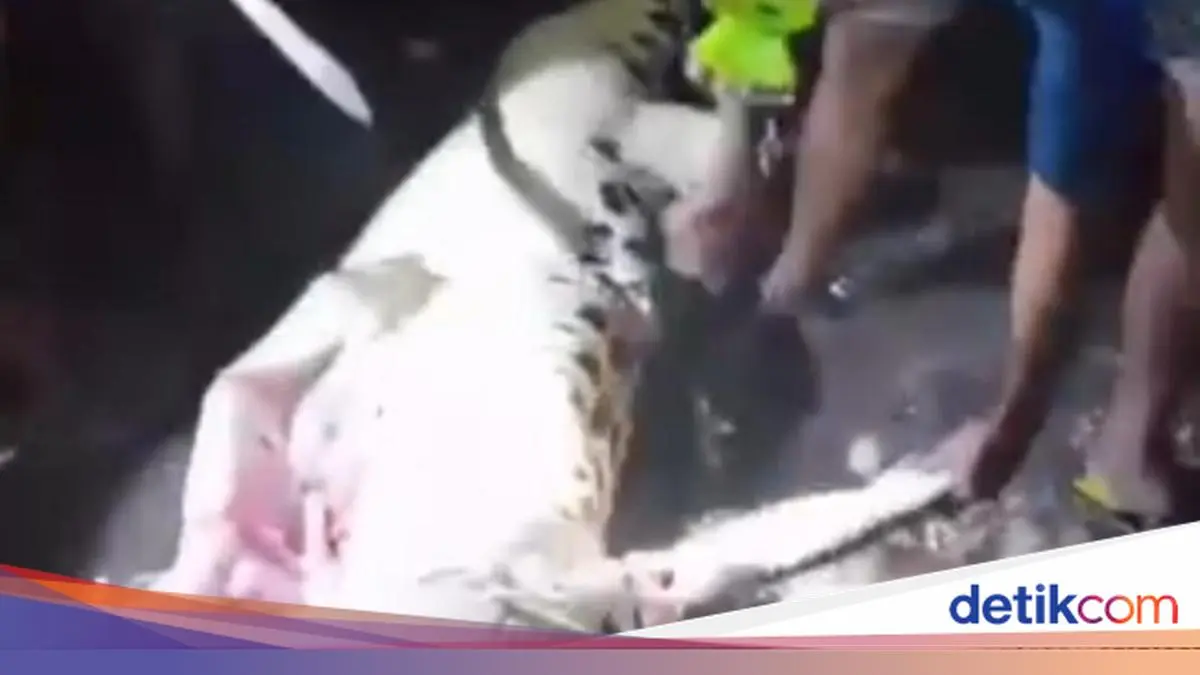 Mudik ke NTT untuk Pinangan, Selviana Tewas Dimangsa Buaya Depan Calon Suami