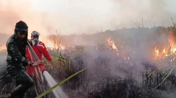 Sebulan Membara, Karhutla di TN Way Kambas Lampung Belum Padam