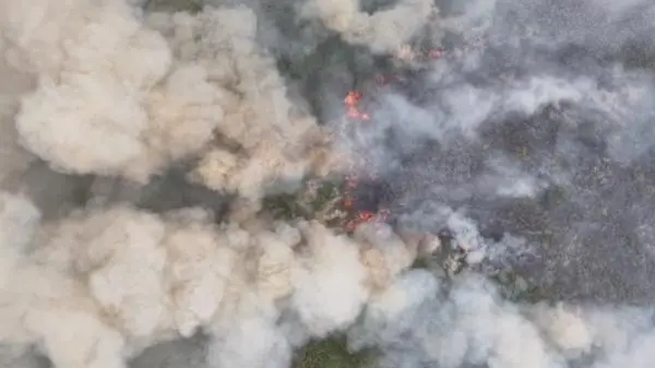 BNPB Ungkap Sebaran Karhutla di Indonesia, Kalimantan Tengah Paling Luas
