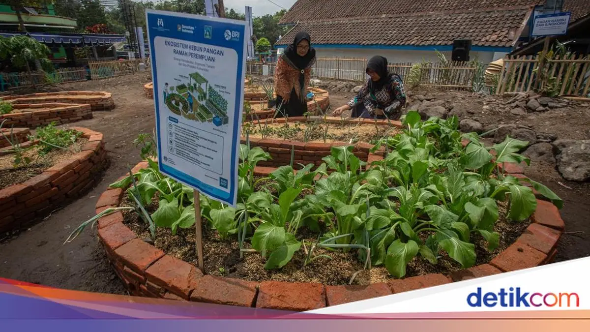 Kebun Sayuran Organik Perempuan di Sleman Dorong Ketahanan Pangan Keluarga