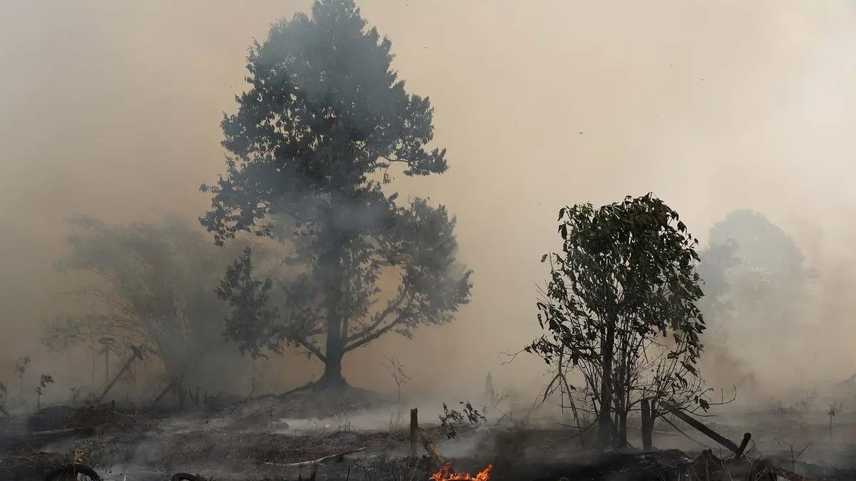 Titik Kebakaran Hutan di Papua Selatan Turun, Modifikasi Cuaca Digencarkan