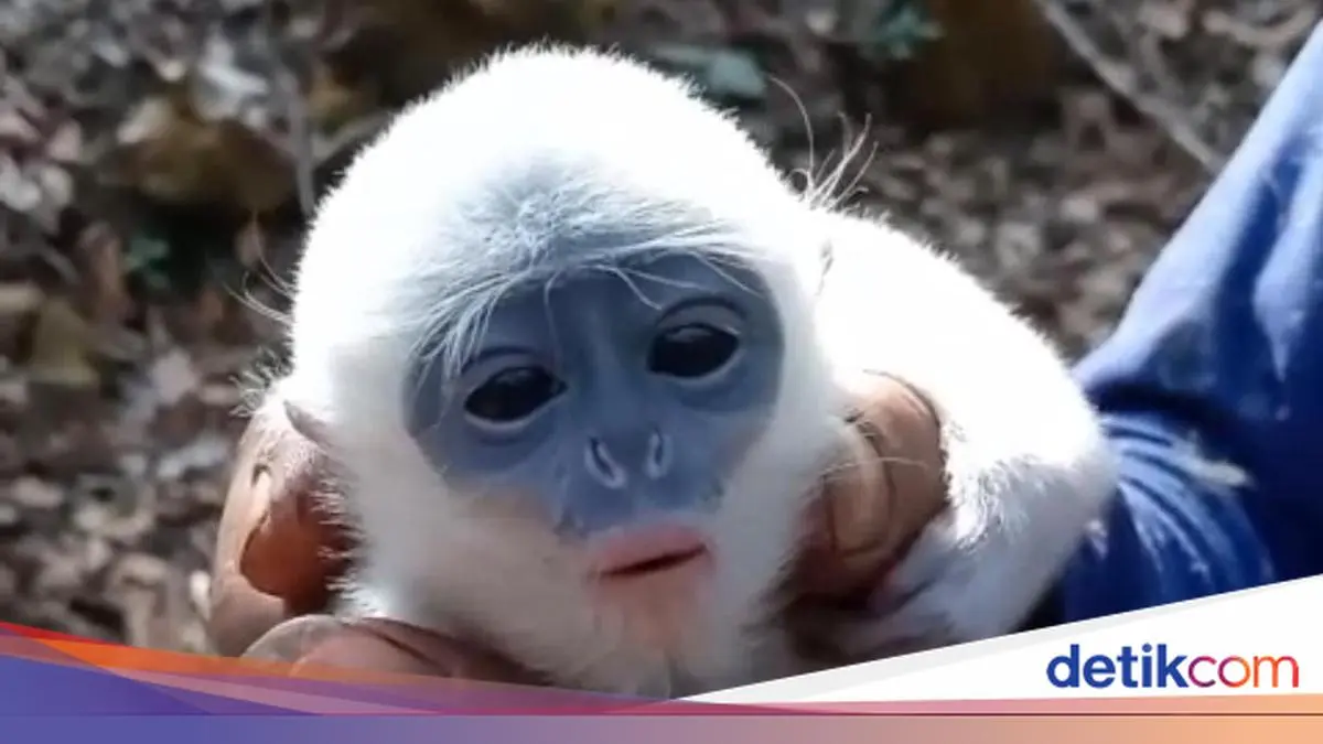 Bayi Surili Baru Lahir Terjebak di Pohon Saat Karhutla Gunung Ciremai