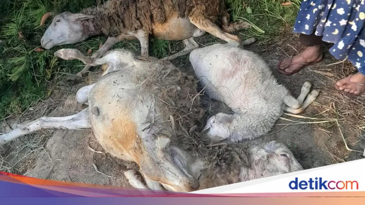 Aksi Mbah Sugini Usir Macan Pakai Sandal saat Ternaknya Hendak Dimangsa