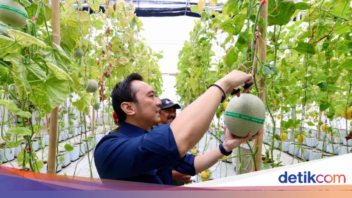 Ibas Dukung Pengembangan Agrowisata dan Kemandirian Melon di Magetan