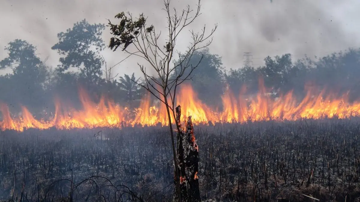 DPRD Sumsel Dorong Polda Tindak 20 Korporasi Biang Karhutla