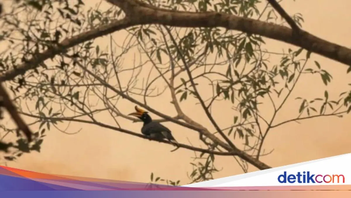 Kala Rangkong Badak Bertengger di Tengah Asap Pekat Karhutla Tanjung Puting