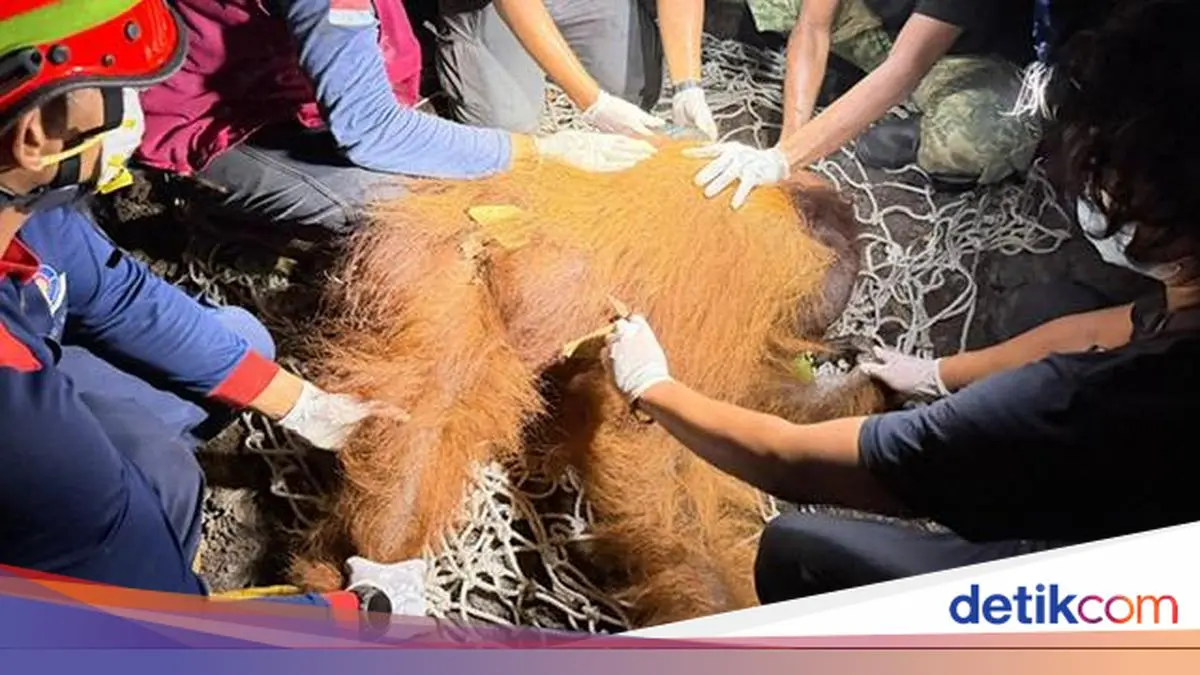 Orang Utan Ditemukan di Area Bekas Karhutla Kalteng, Alami Hernia di Perut