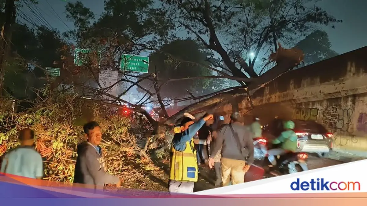 Pohon Tumbang Tutup Jalan Jambore Cibubur, Lalin Arah Cileungsi Macet
