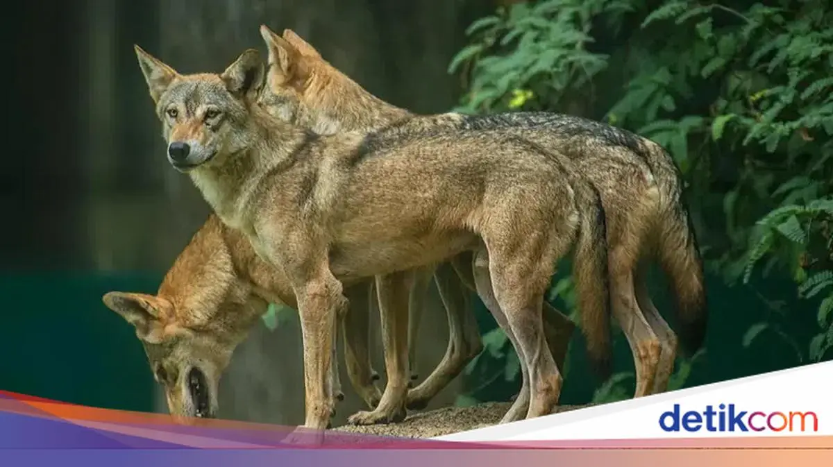 Bocah Perempuan Luka Parah Diserang Serigala di Kebun Binatang Jerman