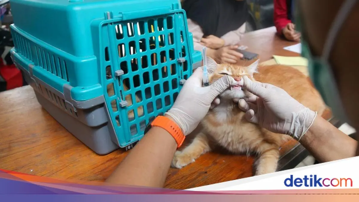Pawrents Ramai-ramai Bawa Anabul Vaksinasi Rabies Gratis