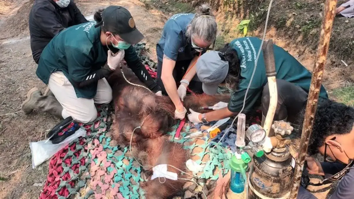 Karhutla di Kalimantan Mengancam Orangutan dan Satwa Liar, Baharkam Polri Bantu Kirim Tim SAR