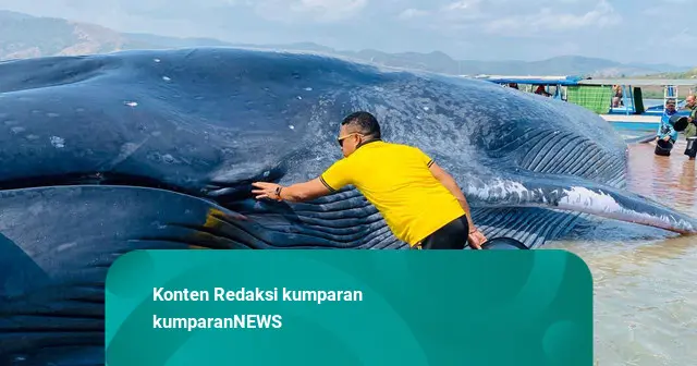 Paus Biru Sepanjang 25 Meter Terdampar di Perairan Riung NTT, Dievakuasi Warga-Petugas
