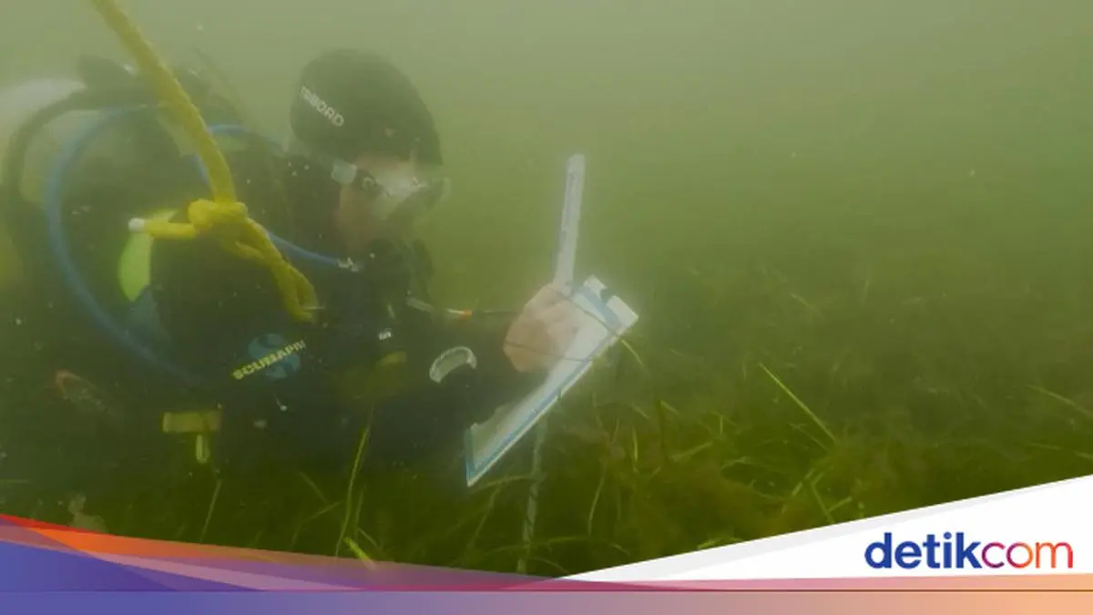 Peneliti Berpacu Pulihkan Padang Lamun demi Pertahankan Ekosistem Laut