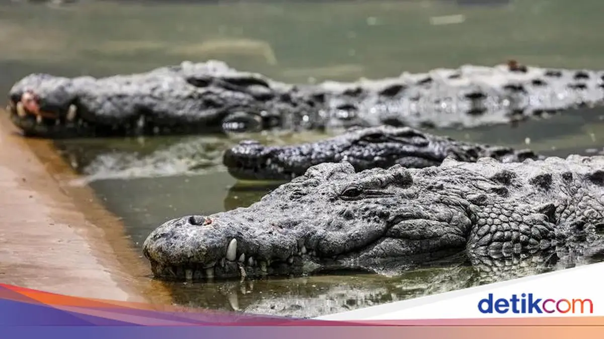 Pria di Pandeglang Diterkam Buaya saat Cari Ikan di Muara, Alami Luka Parah