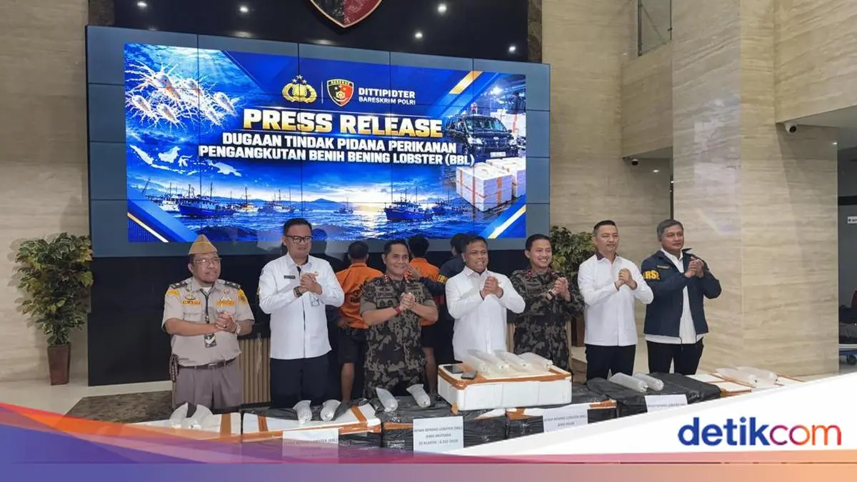 10 Kali Beraksi, Polisi Usut Jaringan Penyelundup 73 Ribu Ekor Benih Lobster