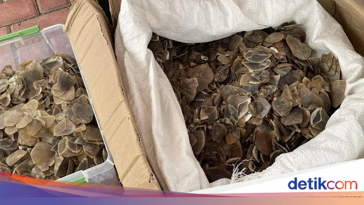 Polisi Bongkar Penjualan Sisik Trenggiling Dikamuflase Jadi Ikan Asin di Bekasi