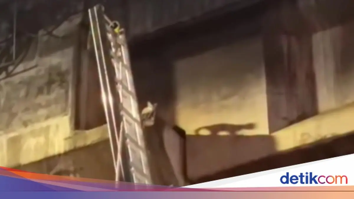 Kucing Nyangkut Terjebak di Pinggir Tiang Tol Jakpus, Dievakuasi Damkar