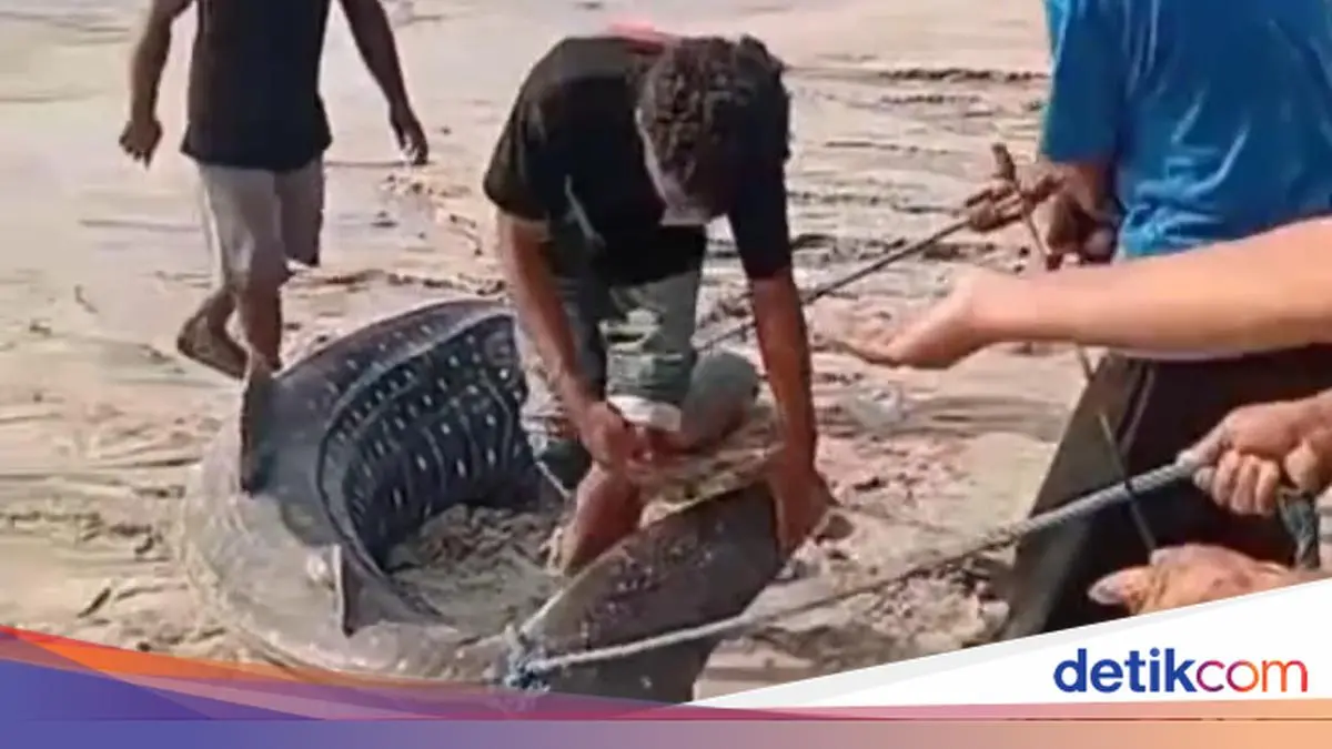 Hiu Paus Terdampar di Pantai Sikka, Dipotong Warga lalu Dagingnya Dibagikan