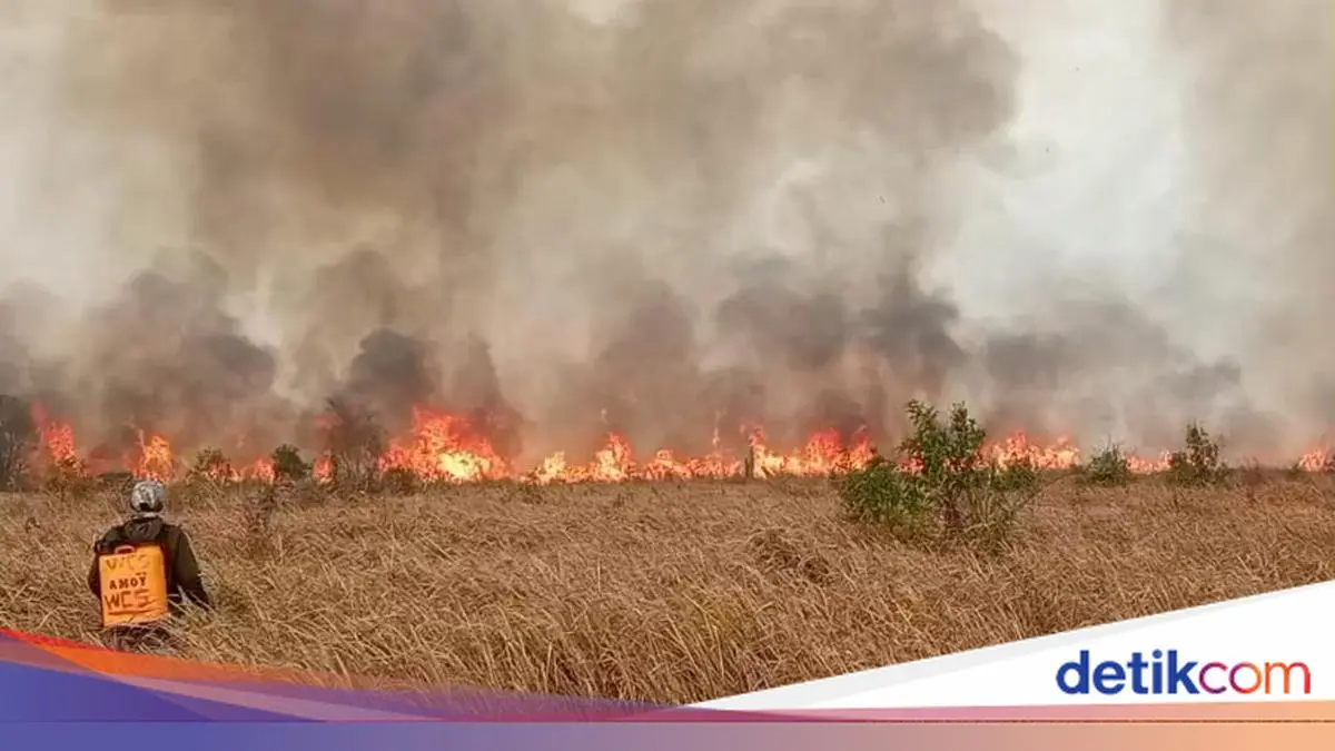Karhutla di Taman Nasional Way Kambas, Api Menyala di Jalur Perlintasan Gajah