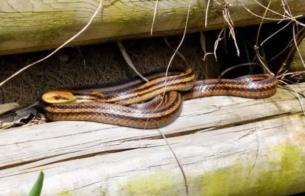 Hiii! Ular Masuk Pesawat Sembunyi di Karpet Kabin Penumpang, Penerbangan Dibatalkan