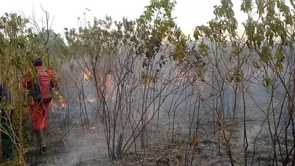 Kawasan Taman Nasional Way Kambas Lampung Kembali Terbakar, Habitat Gajah Terancam